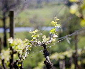 Galli Estate Winery - Tourism Cairns 0