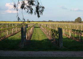 Water Wheel Vineyards - Tourism Cairns 0