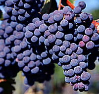 Morningside Vineyard - Tourism Cairns