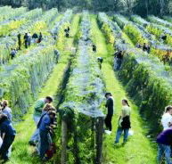 Crosswinds Vineyard - Tourism Cairns