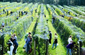 Crosswinds Vineyard - Tourism Cairns 0