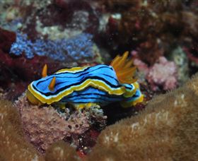 Coral Gardens Dive Site Mooloolaba - Tourism Cairns 1