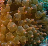 Coral Gardens Dive Site Mooloolaba - Tourism Cairns