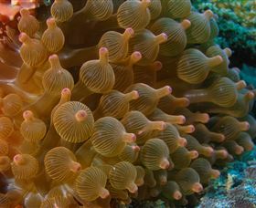 Coral Gardens Dive Site Mooloolaba - Tourism Cairns 0