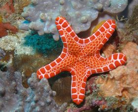 Coral Gardens Dive Site Mooloolaba - Tourism Cairns 3