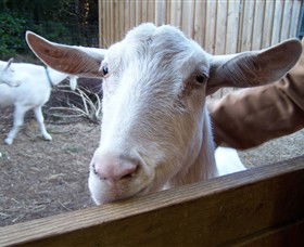 Drysdale Cheeses - Tourism Cairns 0