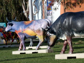 Drysdale Cheeses - Tourism Cairns 6