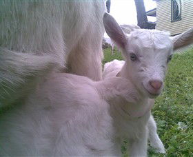 Drysdale Cheeses - Tourism Cairns 3