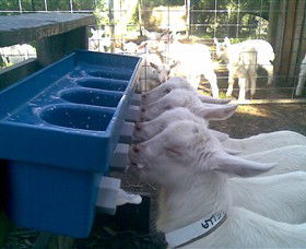 Drysdale Cheeses - Tourism Cairns 9