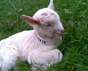 Drysdale Cheeses - Tourism Cairns 12