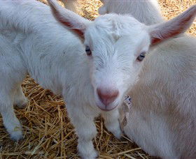 Drysdale Cheeses - Tourism Cairns 14