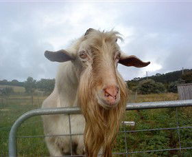 Drysdale Cheeses - Tourism Cairns 16