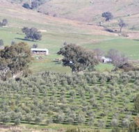 Wymah Organic Olives and Lambs - Tourism Cairns