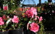 Van Loon's Nursery - thumb 1