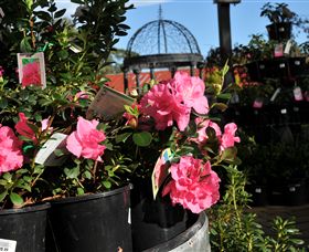 Van Loon's Nursery - Tourism Cairns 1