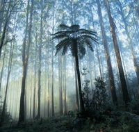 Yarra Ranges National Park - Tourism Cairns