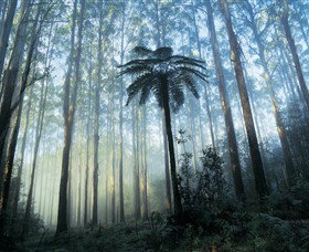 Yarra Ranges National Park - Tourism Cairns 0