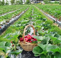 Blue Hills Berries  Cherries - Tourism Cairns