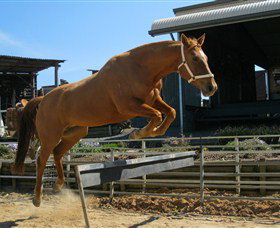 Boggy Creek Shows - Tourism Cairns 3