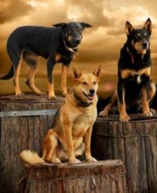 Boggy Creek Shows - Tourism Cairns 1