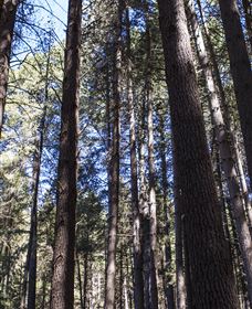 Sugarpine Walk - Tourism Cairns 1