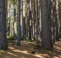 Sugarpine Walk - Tourism Cairns