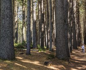 Sugarpine Walk - Tourism Cairns 0