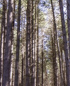 Sugarpine Walk - Tourism Cairns 3