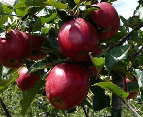Wilgro Orchards - Tourism Cairns 3