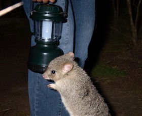 Moonlit Sanctuary Wildlife Conservation Park - Tourism Cairns 1