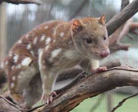 Moonlit Sanctuary Wildlife Conservation Park - Tourism Cairns 2
