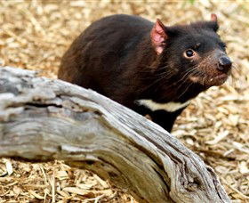 Moonlit Sanctuary Wildlife Conservation Park - Tourism Cairns 4