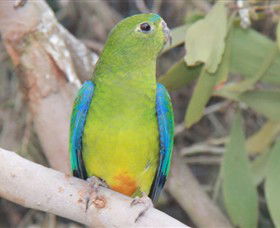 Moonlit Sanctuary Wildlife Conservation Park - Tourism Cairns 3