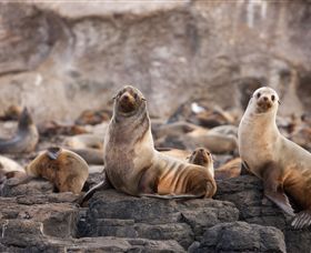 Phillip Island Nature Parks - Tourism Cairns 1
