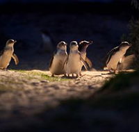 Phillip Island Nature Parks - Tourism Cairns
