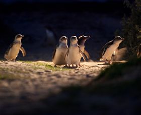 Phillip Island Nature Parks - Tourism Cairns 0