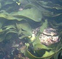 Churchill Island Marine National Park - Tourism Cairns
