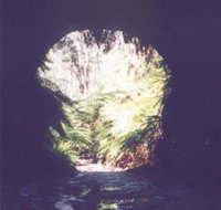 Glow Worm Tunnel - Tourism Cairns