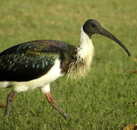Toowoomba Water Bird Habitat - Tourism Cairns