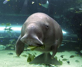 SEA LIFE Sydney Aquarium - Tourism Cairns 1