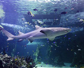 SEA LIFE Sydney Aquarium - Tourism Cairns 0