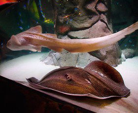 SEA LIFE Sydney Aquarium - Tourism Cairns 4