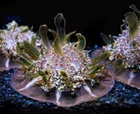 SEA LIFE Sydney Aquarium - Tourism Cairns 8