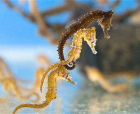 SEA LIFE Sydney Aquarium - Tourism Cairns 6