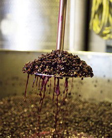 Quealy Winemakers - Tourism Cairns 6
