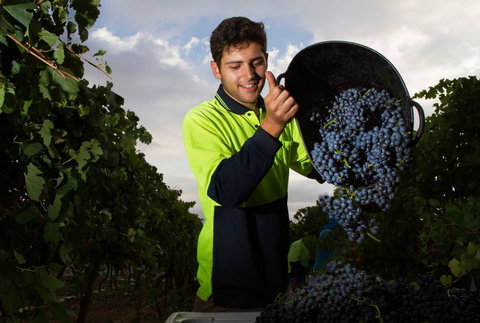 Clonakilla Wines - Tourism Cairns 3