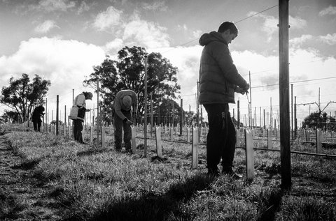 Clonakilla Wines - Tourism Cairns 4