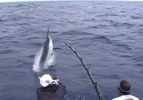 Amokura Charters - Tourism Cairns 0