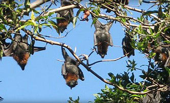 Blackbutt Reserve - Tourism Cairns 1