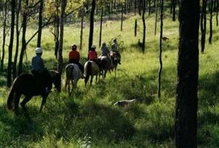 Hunter Valley Horse Riding And Adventures - Tourism Cairns 0
